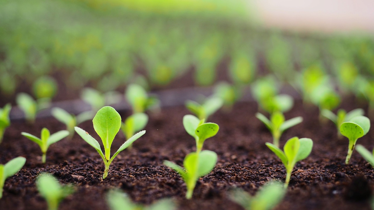 Eco-Friendly Techniques to Improve Soil Fertility